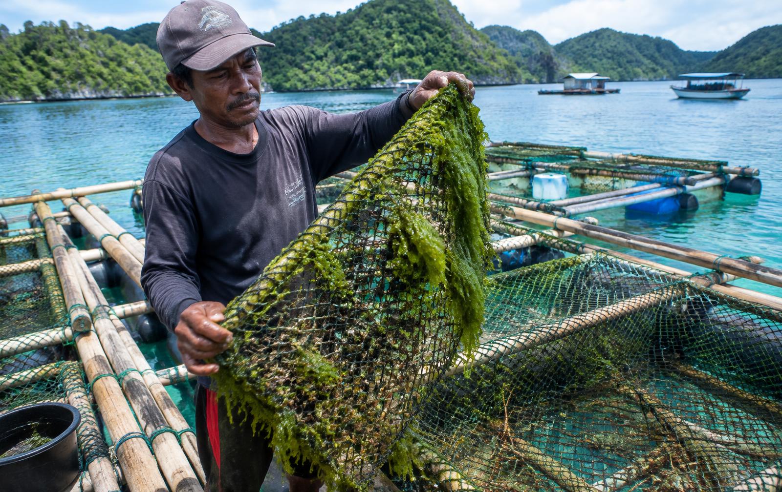 Farmer holding a net covered in seaweed